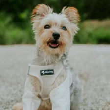 A puppy sits outside wearing a white mesh harness and looking happily at the camera.