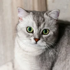 A close-up portrait of a silver-grey cat looking directly at the camera.