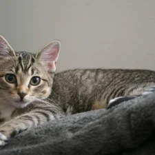 A tabby kitten lies on a soft gray blanket, looking directly at the camera.