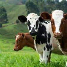 Three cows stand in a lush green pasture with rolling hills in the background.