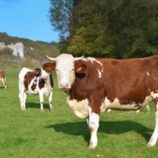 A group of reddish-brown and white cows in a vibrant green field, against a backdrop of autumn trees and rocky cliffs.