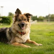 A tan and black dog lies on a lush green lawn, smiling with its tongue out and one ear perked up.