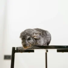 A gray chinchilla sits on a black table against a white background.