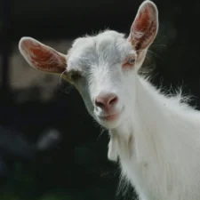 A close-up portrait of a white goat looking directly forward against a dark, blurred background.
