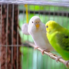 A white and a green patterned budgerigar perched on a wooden branch inside a wire cage.
