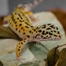 A leopard gecko crawls over a light-colored rock and dried leaves.