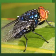 A close-up shot of a metallic blue-green fly resting on a green leaf.
